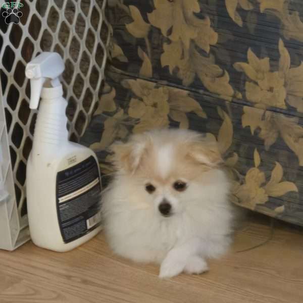 Eric, Pomeranian Puppy